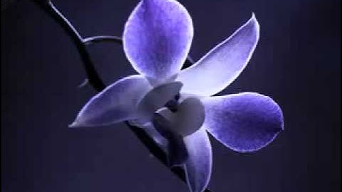 تلاوة راائعة جدا من سورة  إبراهيم  للطفل محمد البراك