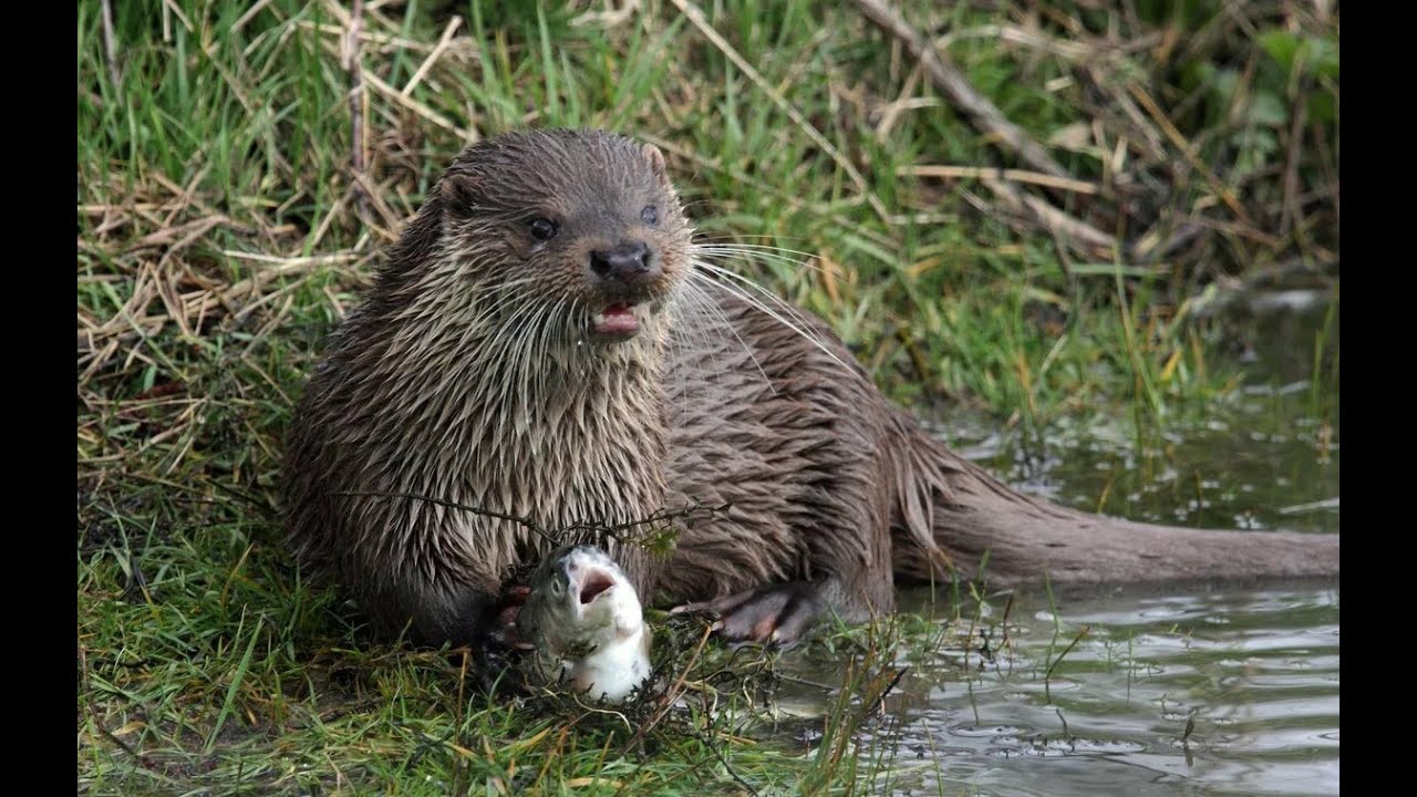 Звери водоемов. Речная выдра (Lutra Lutra). Кавказская выдра (Lutra Lutra meridionalis). Выдра - Lutra Lutra l.. Речной Бобр, выдра.