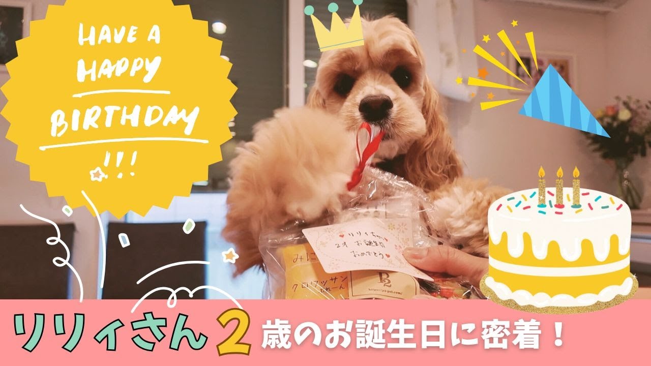 リリィさん２歳の誕生日に密着！