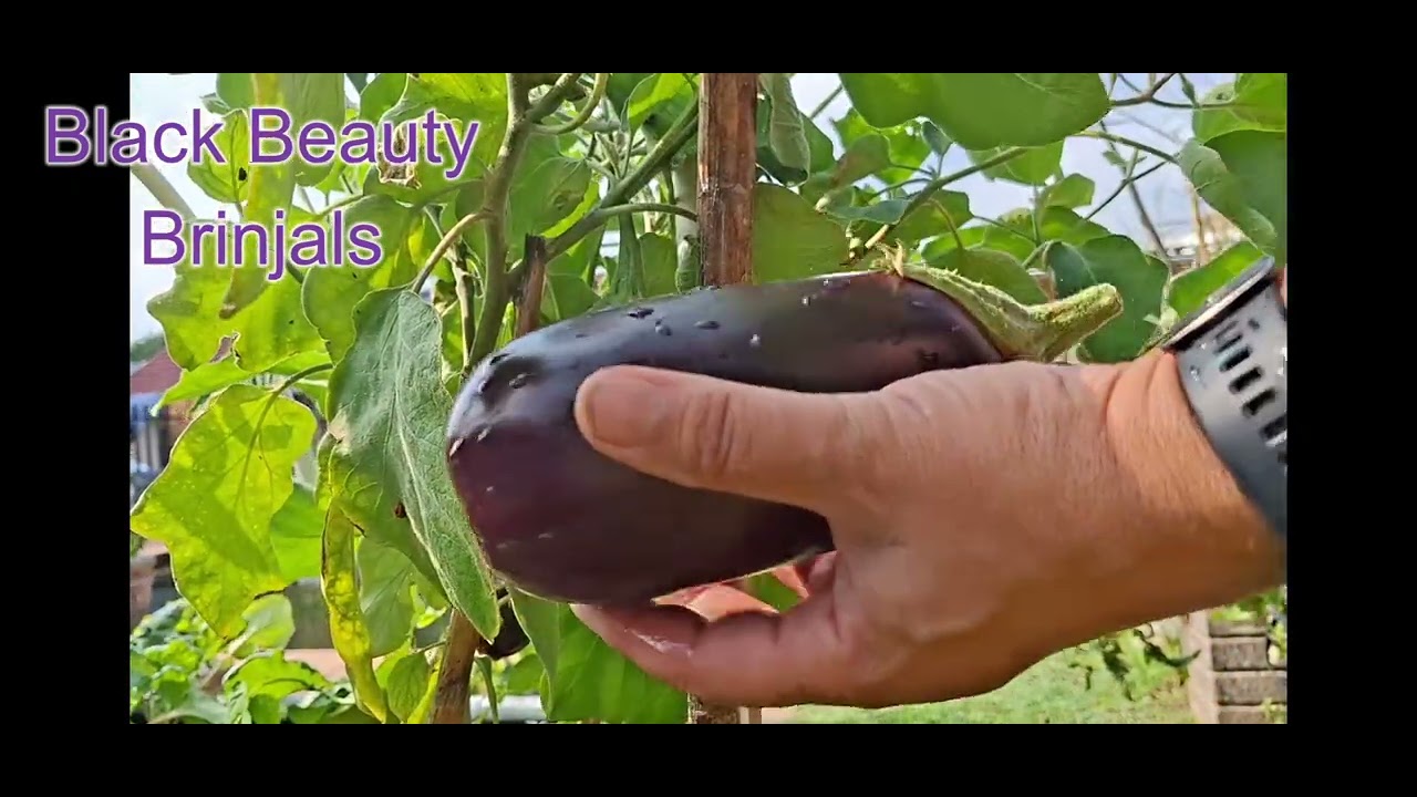Black Beauty Brinjals 