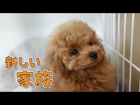 【ご報告】新しい家族が増えました!