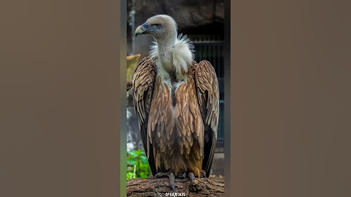 Vulture Swallows Big Bone #birds #facts #wildlife #animals #new #trending #dastan #latest