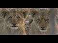 SafariLive Aug 13- Nkuhuma lion cubbies with the sounds of Africa.