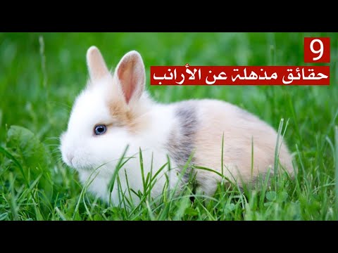 فيديو: أين يعيش الأرانب وهل يحفرون الثقوب؟