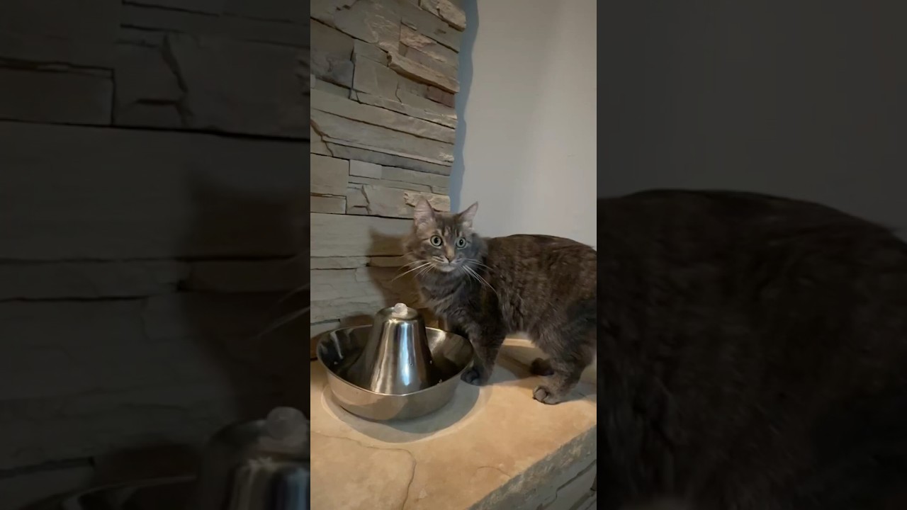 Cat Water Fountain