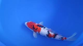 SA 4831 SAKAI SANKE 53 CM   FEMALE