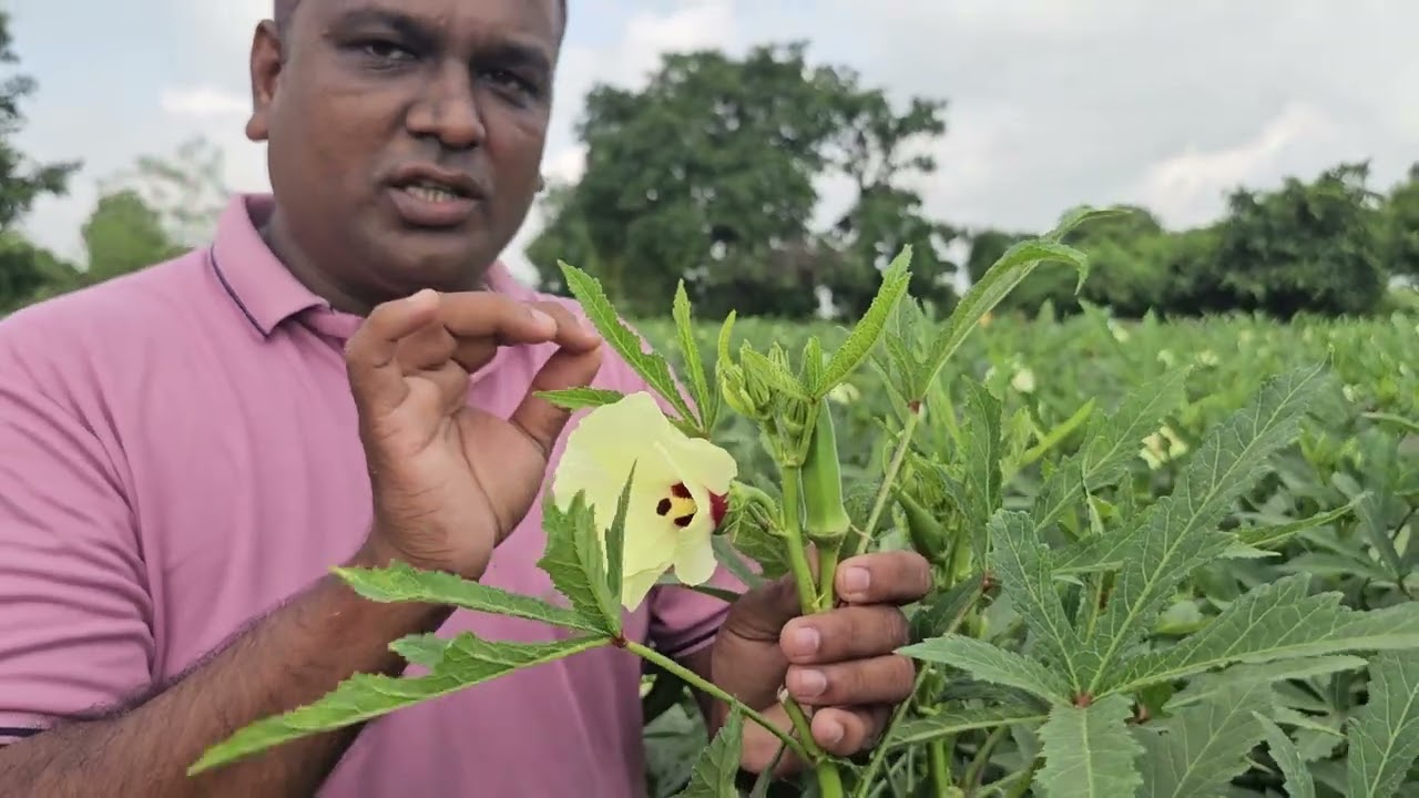 RETRO 11+ l શિયાળુ ભીંડી l 98253 50245