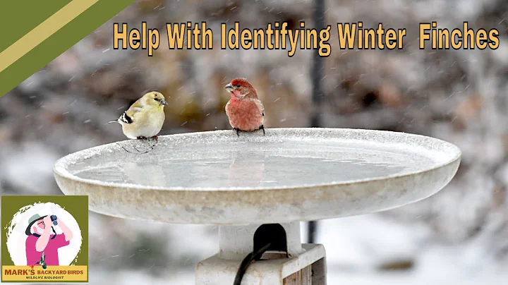 Help With Identifying Winter Finches