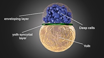 Zebrafish embryo development animation