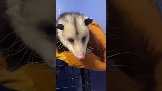 Possum mating call #animals #cuteanimals #possum #opossum #wildlife #cat #rescue #babyanimals