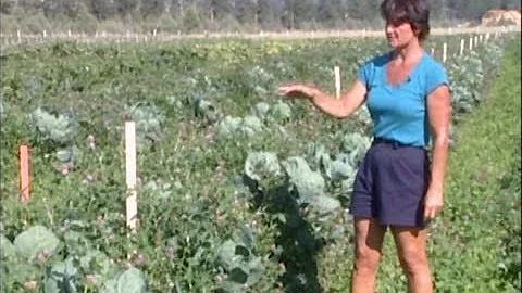 Living Mulch Sustainable Farming near Missoula