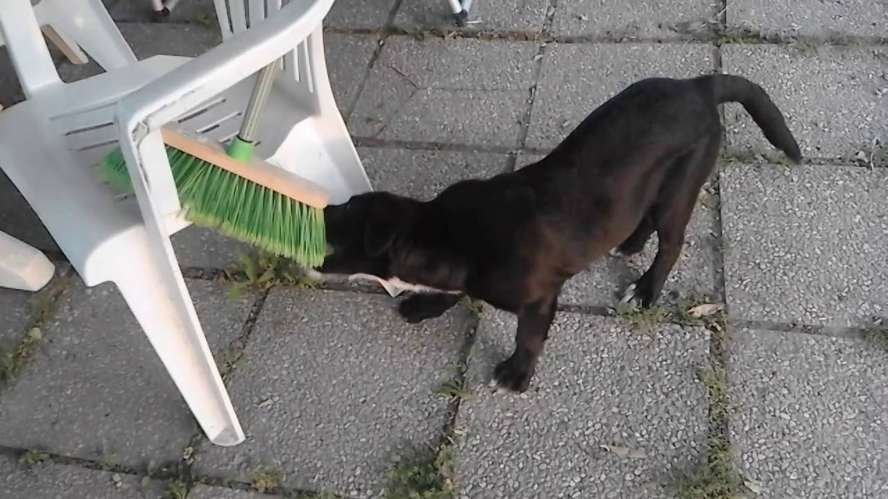 il cane + scopa=...... YouTube il cane + scopa=...... YouTube