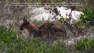 Westcoast National Park, flamingoes doing the dance, a snake meal and a caracal ready to pounce.