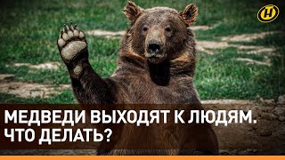 МЕДВЕЖИЙ БУМ В БЕЛАРУСИ: участились случаи выхода косолапых к людям! Как вести себя с медведем?