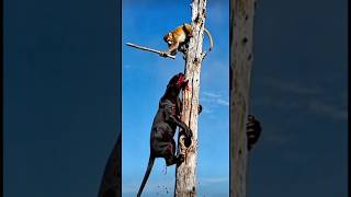 OMG blood flow 🙄Monkeys fall from trees, too black panther #funny #animals