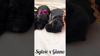 Sylvie's Newborn German Shepherd Puppies!