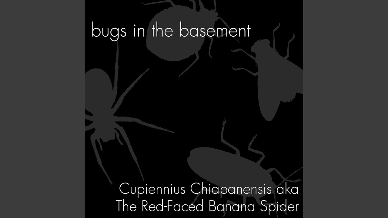 Cupiennius Chiapanensis aka The RedFaced Banana Spider YouTube