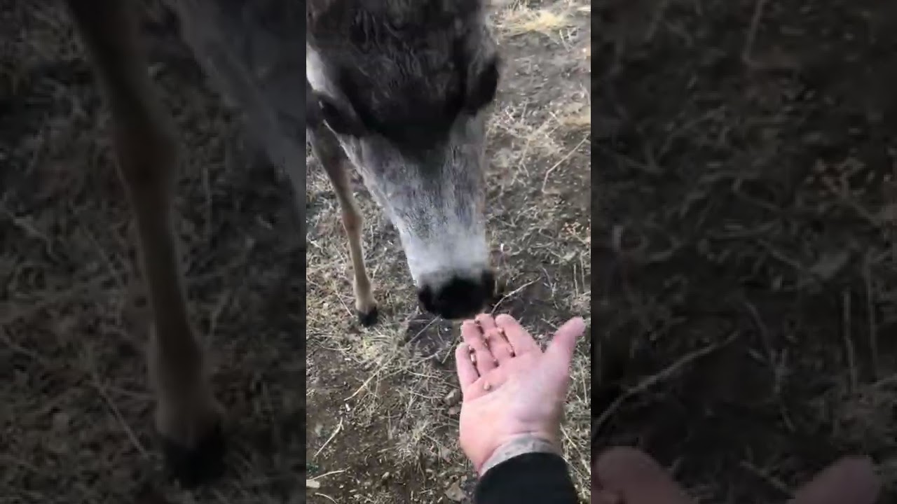 10 point buck eating outta my hand! 12-2-22