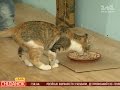 Чим годувати котика