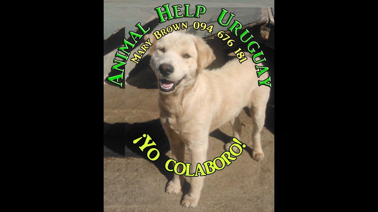 Goldy y su maravillosa adopción el 29 4 15 ANIMAL HELP URUGUAY how to change wifi password