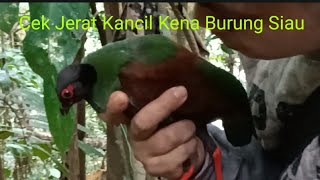 🛑Pasang Jerat !! auto kena burung puyuh jambul kalimantan #pasangjerat#pasangjebakan