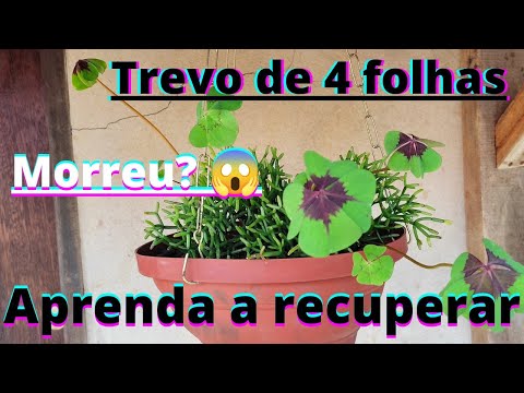 trevo de 4 folhas morreu? aprenda como recuperar #cuidados #trevode4folhas