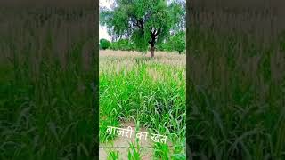 #millet#farm#bajra#farmhouse# Millet farm house