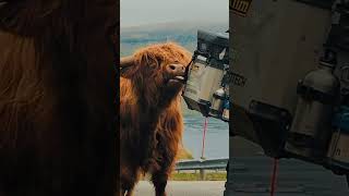 A Love Story Featuring A Highland Cattle And A Gs. 😍