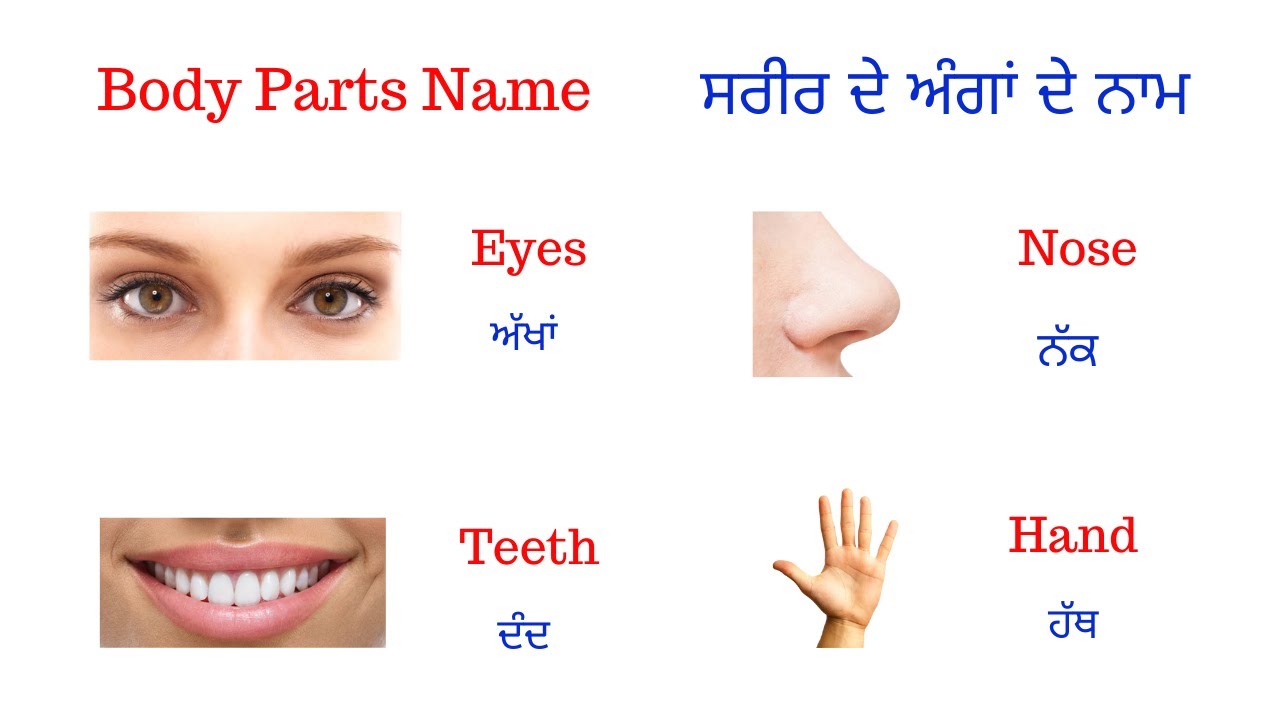 Body Parts Name in Punjabi : ਸਿੱਖੋ ਸਰੀਰ ਦੇ ਅੰਗਾਂ ਦੇ ਨਾਮ ਪੰਜਾਬੀ ਵਿੱਚ
