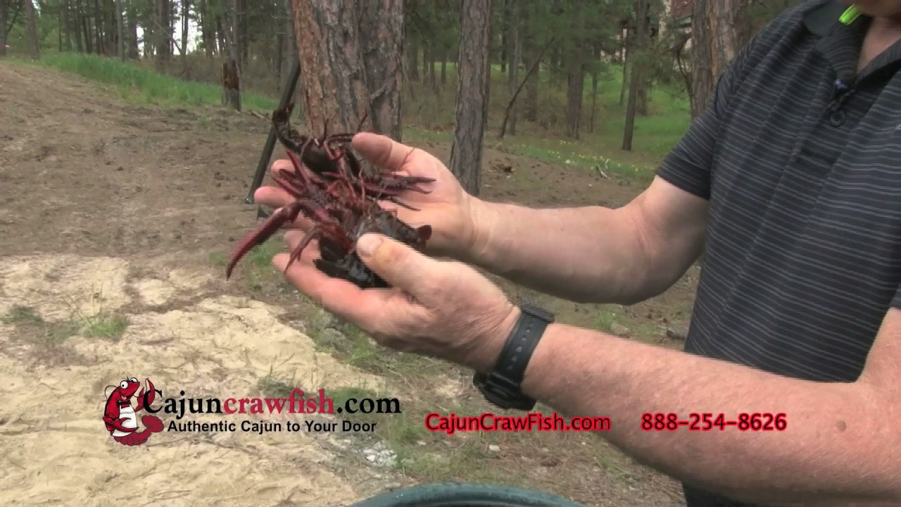 Crawfish