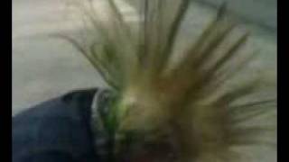ZOTTEL LIVE xD screenshot 5