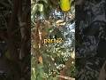 part-2 चकोतरा fruit with गांव का नूं/noon#chakotra #cakotrafruit #like #subscribe #viral #shorts