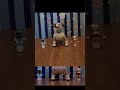 “そのお誘い、乗った！”ロボットたちの休日ダンスショー🕺 - 「aiboの休日」【特別賞】 #aiboクリエイターズチャレンジ 2025