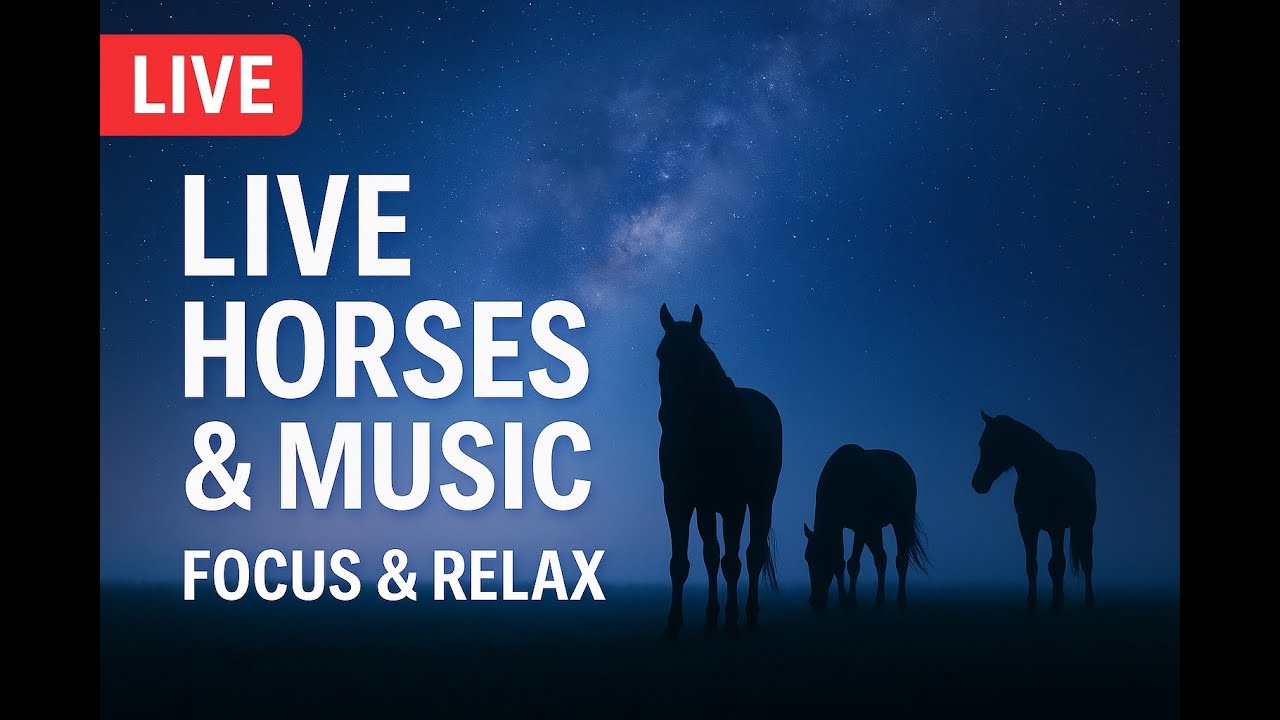 Watch Horses. Breathe. Relax | Live Stream 24/7 | Horses & Music for Deep Focus & Stress Relief