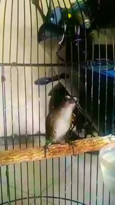 cingcoang coklat gacor