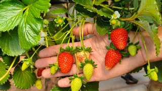 Plantação De Morango Comprei Mais Uma Remessa De Fertilizante