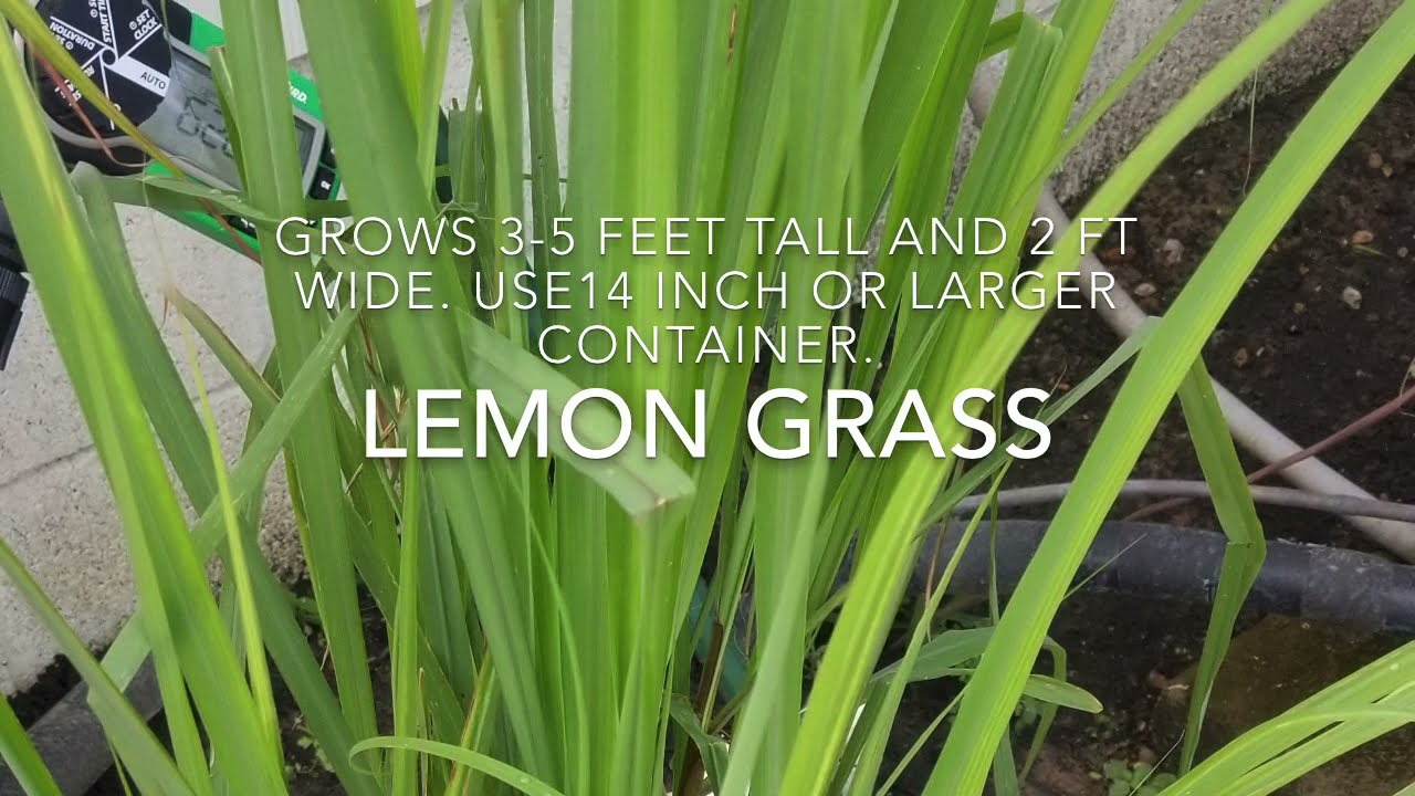 Средство от насекомых из лимонной травы своими руками | Натуральное средство от насекомых, которо...