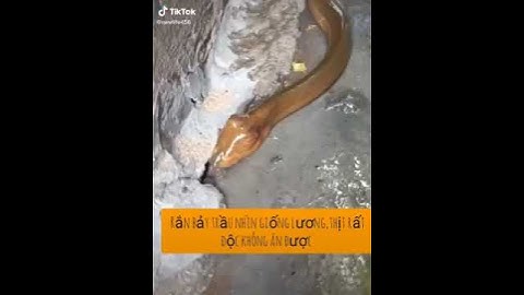 Nghe nói trên mạng rắn bảy trầu rất giống lươn và có độc ko ăn được