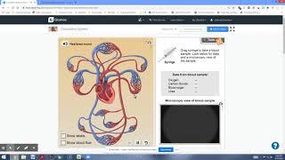 Circulatory system gizmo introduction