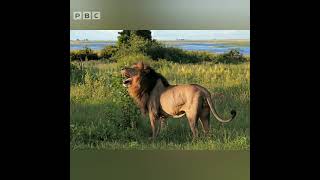 Picture of the day ||An old male lion(Panthera leo),in the Chobe National Park,..||#SHORTS||PBC Urdu