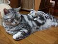 猫 乗せましたよ~(=^・^=) I put a cat on you~