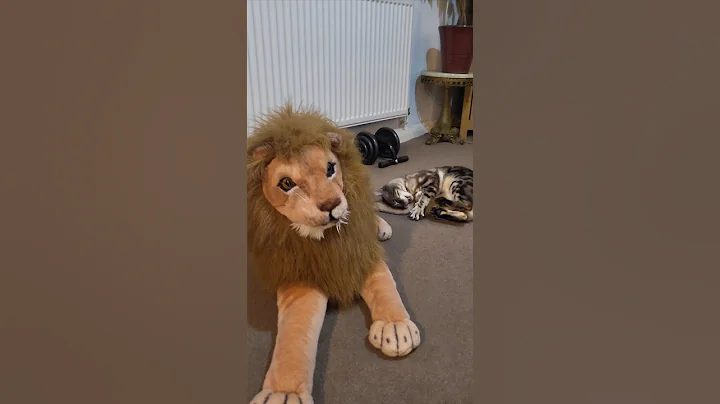 Video 8964051: leopard lion, lion bengal, leopard cat, snow bengal