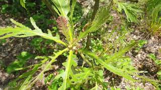 Quercus dentata 'Pinnatifida' dub zubatý
