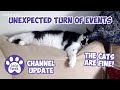 An unexpected turn of events  lucky ferals channel update  may 2024