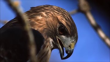 If These Trees Could Talk -  The Giving Tree