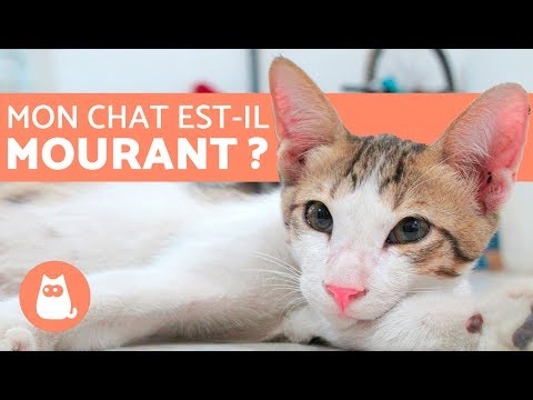 Vidéo: Comment dresser un chat à s'asseoir sur vos genoux