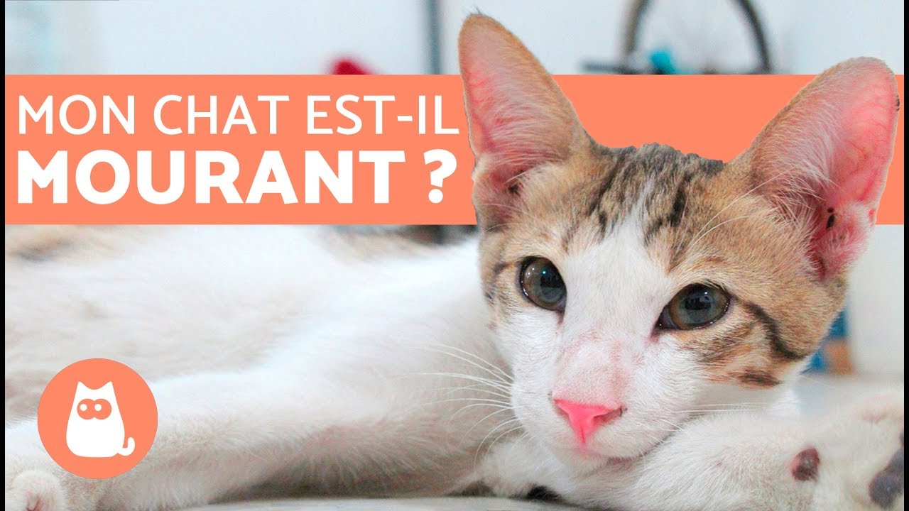 Comment Meurt Un Chat De Vieillesse Chatounette