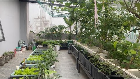 Toàn Cảnh Vườn Sân Thượng Nhà Mình – Góc Bình Yên Nhỏ Giữa Phố | Phôn Garden