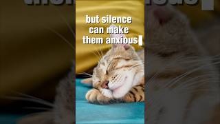 Frog Sounds &amp; Stars for Cats | Relaxing Night Ambience for Kittens