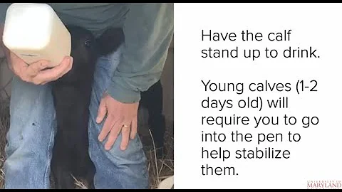 Caring for the Orphan Calf: Milk Feeding Management